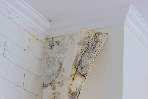 Best Mold removal after water damage  in USA